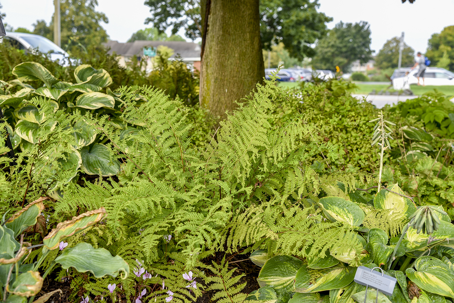 Athyrium